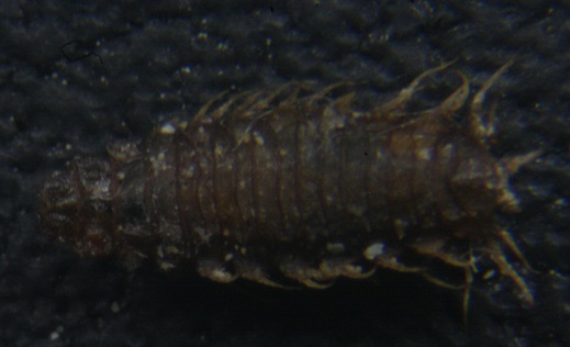 larvae: Fannia sp. (Fanniidae)